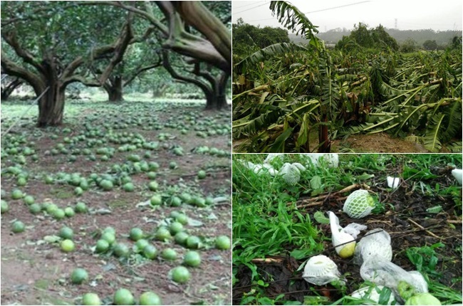 颱風接力打壞蔬果 冬天只剩柳丁和椪柑了 | 華視新聞