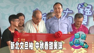 新北文旦柚 中秋香甜美味