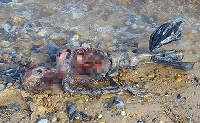慎入! 英國海邊 男子發現美人魚屍體?! | 男子鍾斯表示他在海邊看到一具類美人魚的屍體。