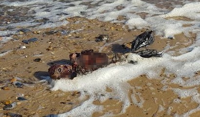慎入! 英國海邊 男子發現美人魚屍體?! | 這具屍體身體已腐爛。