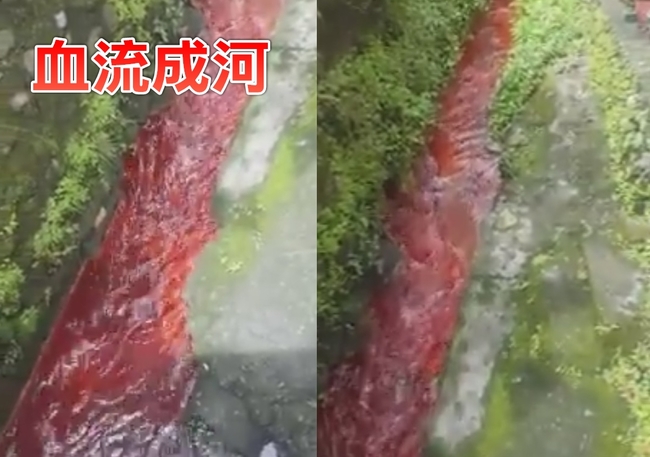 【影】又見亂排廢水 礁溪溝渠「血流成河」 | 華視新聞