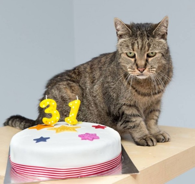 「最年長貓」 英國31歲貓咪等於人類141歲 | 華視新聞