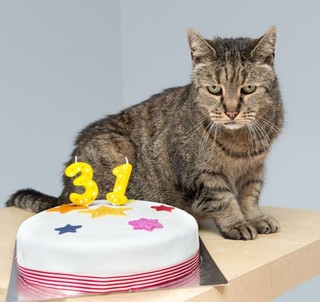 「最年長貓」 英國31歲貓咪等於人類141歲