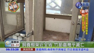 梅姬颱風橫掃 數千竹節蟲亡