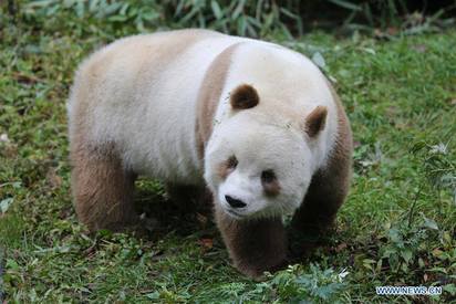 照片不再黑白! 貓熊"七仔"是棕白色的 | 牠是大陸史上第五隻棕色貓熊。