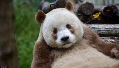 超萌! 全球唯一綜色貓熊長大了 最快明年配對 | 
