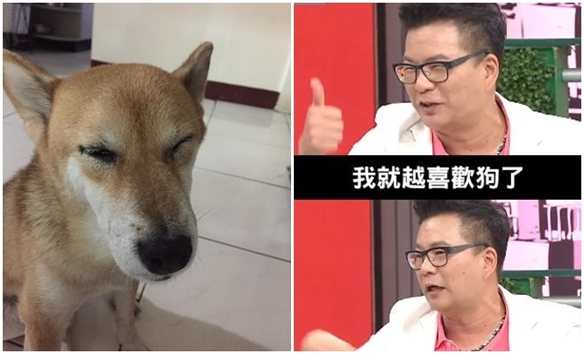 柴犬睡滿8小時 起床撞臉"荒謬大師"?! | 華視新聞
