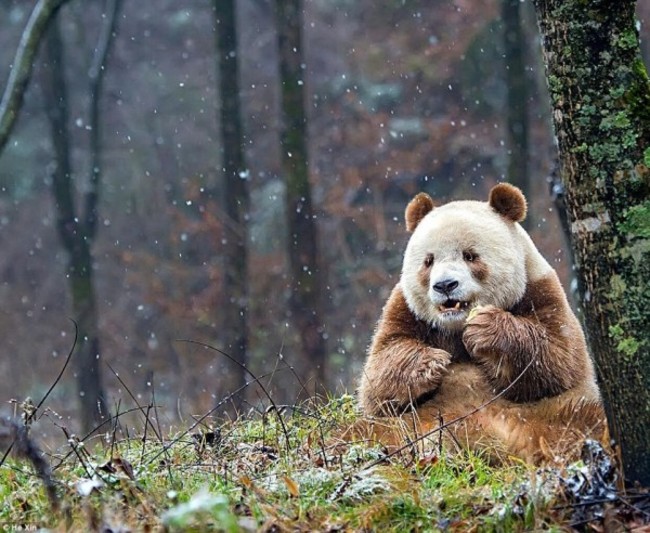 超萌! 全球唯一綜色貓熊長大了 最快明年配對 | 華視新聞