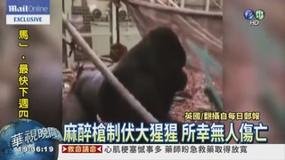 大猩猩撞破窗逃脫 橫行動物園!