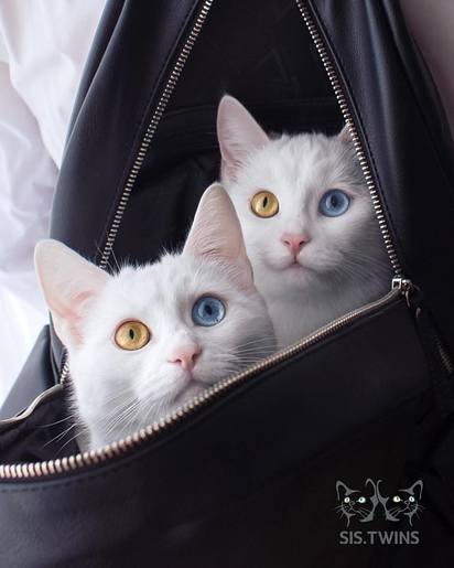 俄羅斯雙胞胎白貓爆紅 IG人氣旺【圖輯】 | Iriss、Abyss窩在包包裡。