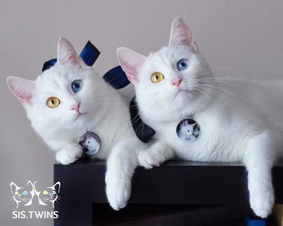 俄羅斯雙胞胎白貓爆紅 IG人氣旺【圖輯】 | Iriss、Abyss歪頭看主人。