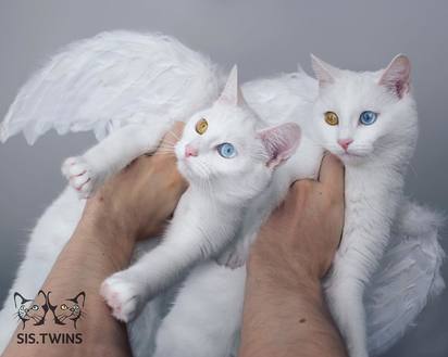 俄羅斯雙胞胎白貓爆紅 IG人氣旺【圖輯】 | Iriss、Abyss變身天使。
