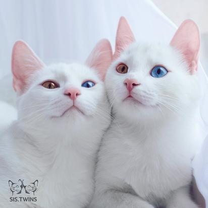 俄羅斯雙胞胎白貓爆紅 IG人氣旺【圖輯】 | Iriss、Abyss相依偎。
