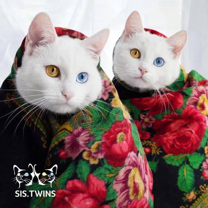 俄羅斯雙胞胎白貓爆紅 IG人氣旺【圖輯】 | Iriss、Abyss披著花色毯子。