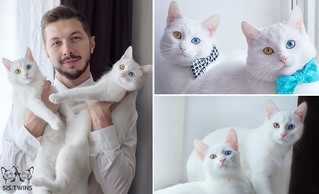 俄羅斯雙胞胎白貓爆紅 IG人氣旺【圖輯】