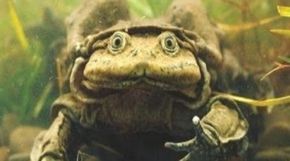 最醜水蛙暴斃 翻肚飄滿喀喀湖 | 的的喀喀湖水蛙。（圖取自paginasiete）