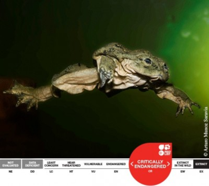 最醜水蛙暴斃 翻肚飄滿喀喀湖 | 的的喀喀湖水蛙。（圖取自asa）