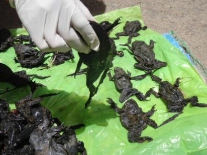 最醜水蛙暴斃 翻肚飄滿喀喀湖 | 當地環保組織帶了100隻青蛙屍體前往的的喀喀湖旁的城市抗議。（法新社