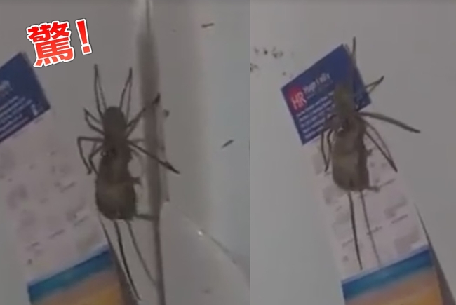 【影】澳洲超狂蜘蛛竟能叼老鼠 百萬網友嚇壞 | 華視新聞