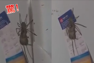 【影】澳洲超狂蜘蛛竟能叼老鼠 百萬網友嚇壞