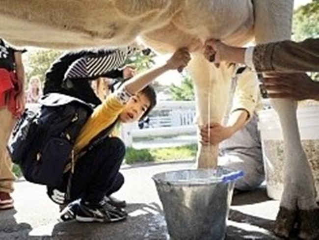乳牛"過勞死" 日牧場停止"榨牛乳"活動 | 華視新聞