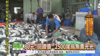 金門烏魚卵採收 1尾80元俗俗賣