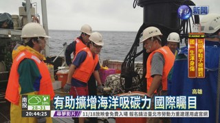 颱風過後 海藻吸碳力增3倍