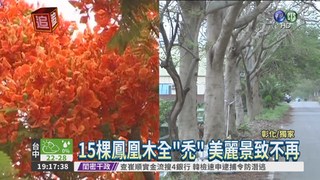 鳳凰花擋陽光 芭樂農下"毒"手!