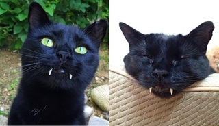【影】"吸血鬼"小黑貓 一對虎牙超吸睛!