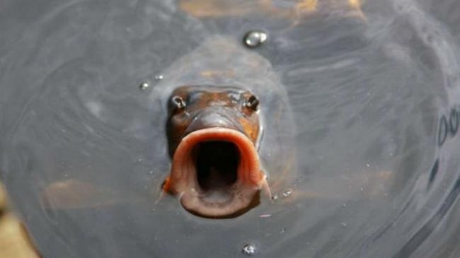 狂! 公園管理員嘴對嘴呼吸救活鯉魚 | 華視新聞