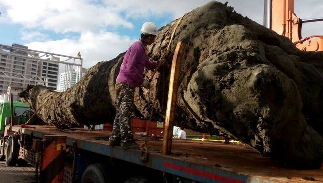 新北板橋挖出史前巨木 市值恐破億 | 華視新聞