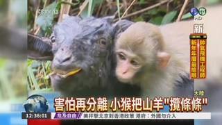 沒安全感... 小猴把山羊當媽媽
