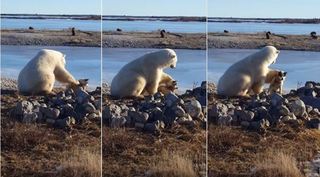 【影】畫面好有愛! 北極熊邂逅哈士奇