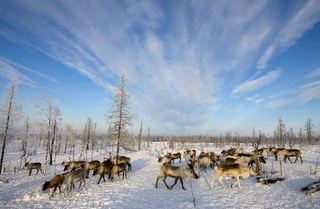 8萬頭馴鹿餓死 氣候極凍變遷是禍因