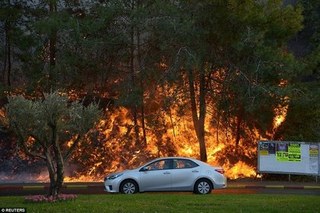 【影】以色列各地山林大火6萬人撤離 疑人為縱火
