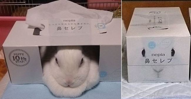 超萌! 小白兔撞臉面紙盒 相似度100％ | 華視新聞