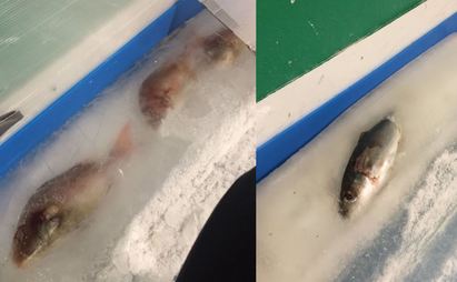 日本溜冰場冰活魚當裝置 挨批褻瀆生命 | （左）融冰後，魚體會浮現（右）還有遭遊客撞