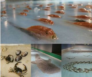 日本溜冰場冰活魚當裝置 挨批褻瀆生命