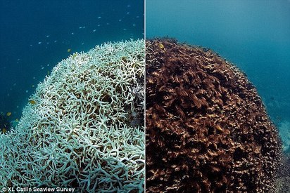 暖化害慘珊瑚礁 澳洲大堡礁像「被煮了」 | 珊瑚礁大量死亡