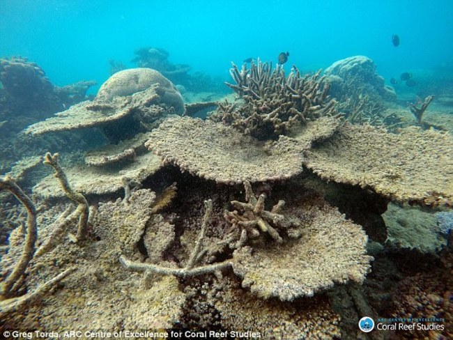 暖化害慘珊瑚礁 澳洲大堡礁像「被煮了」 | 華視新聞