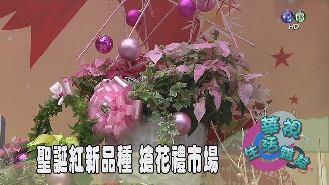 聖誕紅新品種 搶花禮市場 | 華視新聞