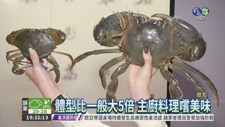 "貴乃花"巨蟹 主廚料理上菜