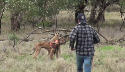 【影】救愛犬重擊袋鼠 澳洲男遭動保人士怒批 | 