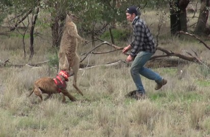 【影】救愛犬重擊袋鼠 澳洲男遭動保人士怒批 | 男子與袋鼠對決