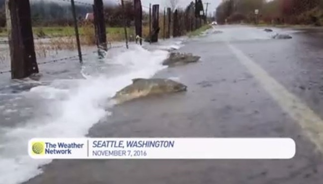 【影】水淹美國公路 魚群逆流而上還過馬路! | 華視新聞