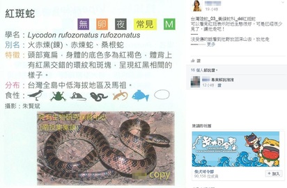 "貪食蛇"? 宜蘭路邊驚見野生進食的牠 | 有熱心網友截圖介紹紅斑蛇.