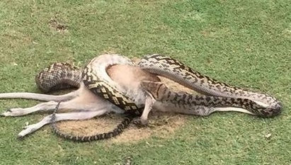 【影】澳洲巨蟒活吞袋鼠! 高爾夫球友嚇壞 | (翻攝法新社)