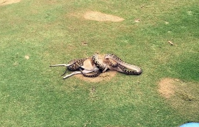 【影】澳洲巨蟒活吞袋鼠! 高爾夫球友嚇壞 | 華視新聞