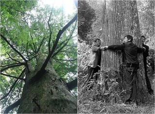 連續16代的守護 370歲紅豆杉成搖錢樹