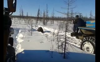 棕熊遭惡整斃命 畫面曝光俄國展開調查